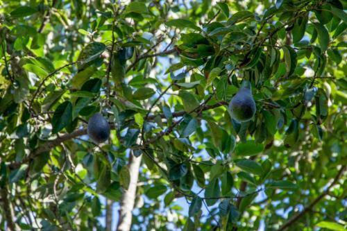 Bed & Breakfast Avocado Tree House