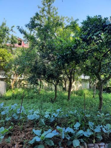 Lilia Guest House