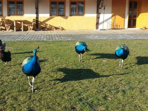 Hostal Banarka - Penzion, Camping, Caravan Park, Enduro