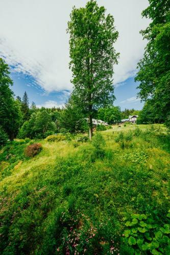 Apartm�n U Vlka - Hubertus, Karlova Stud�nka