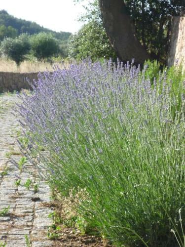 Villa The Olive Press - Alentejo