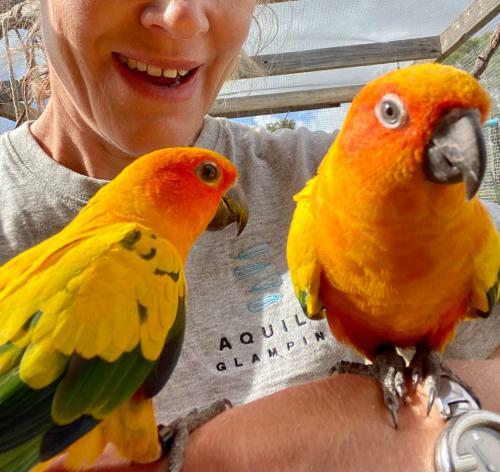 Aquila Glamping