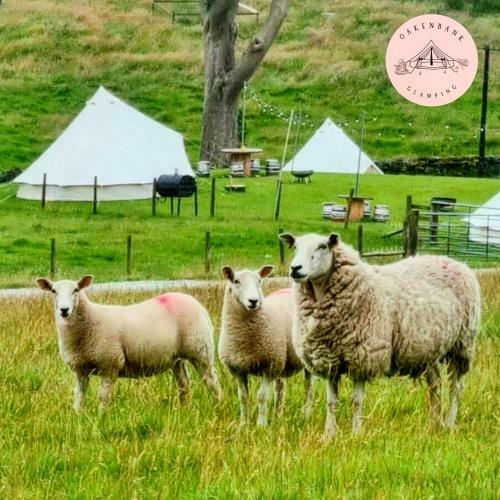 Oakenbank Glamping
