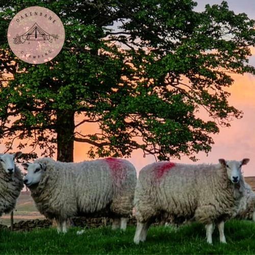Oakenbank Glamping