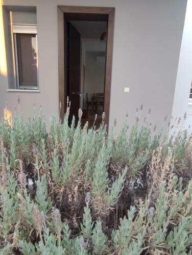 Apartamento Dimitras Suite