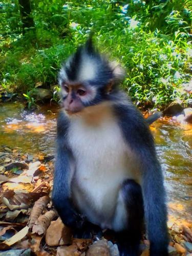 Bukit Lawang-guesthouse