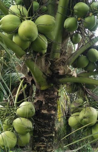 Bukit Lawang-guesthouse
