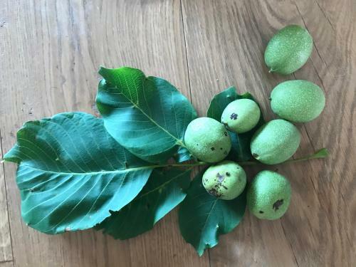 Il Mallo Verde - Lake Como B&B
