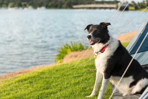 Waitangi Holiday Park