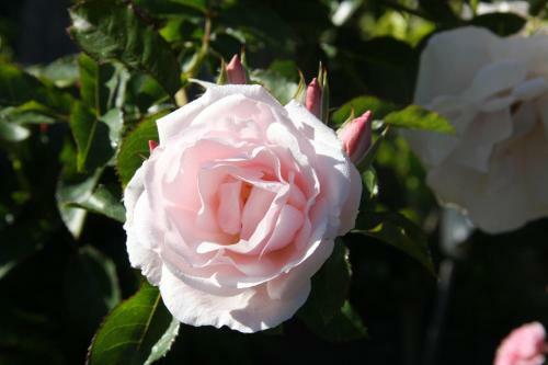 Garden View Bed & Breakfast Rolleston