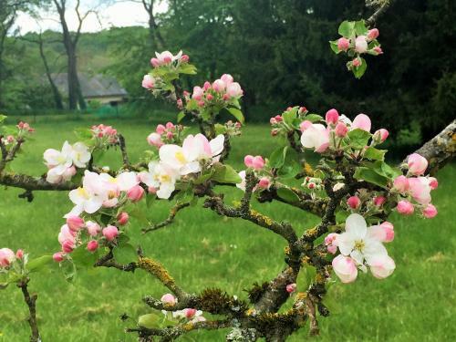 Bed & Breakfast Manoir de La R�moni�re