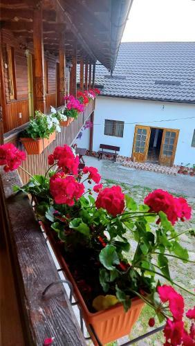 Hostal Pensiunea Boca Voronet
