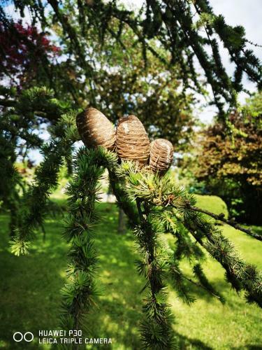 H�doniste