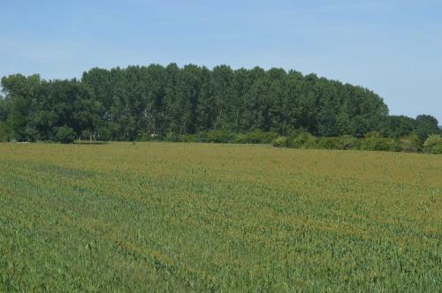 G�te Dans Le Vignoble De Bourgueil