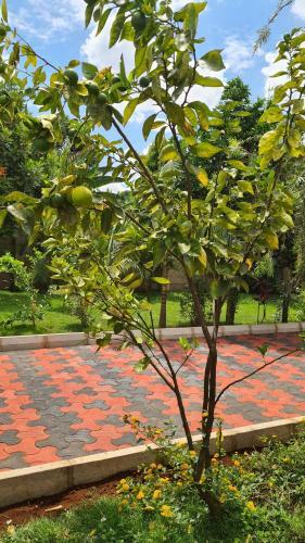 Apartamento Chagga Farm House