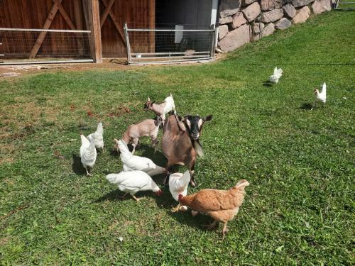 Agroturismo Binterhof Alpin Deluxe App