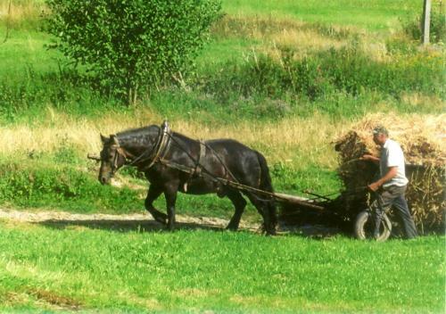 Gospodarstwo Agroturystyczne Watra