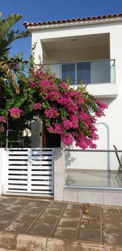 Villa Aurelia2