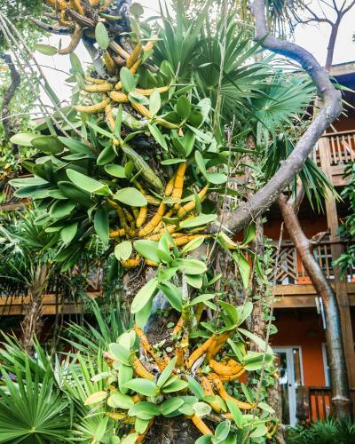 Hotel Posada Las Orquideas