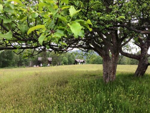 Bed & Breakfast Modryna - Modrzewiowy Dom