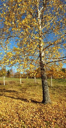 Apartamento G�te La Source De La Bruche