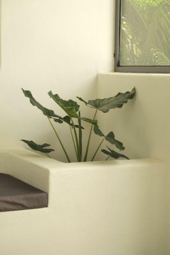 Posada Tropicopia