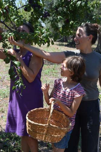 Bed & Breakfast Masseria Dei Monelli