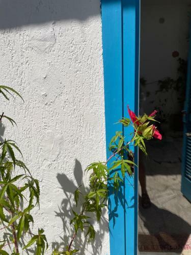 Apartamento Il Cortiletto B&B