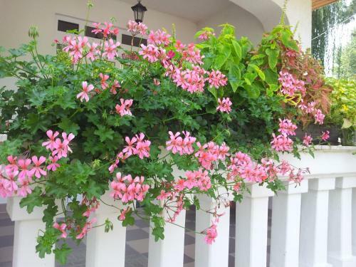Apartamento Anna Villa Balatonlelle