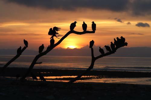 Four Monkeys House -cabo Matapalo Surf