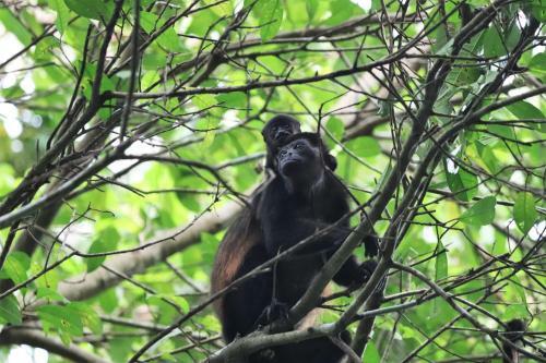 Four Monkeys House -cabo Matapalo Surf