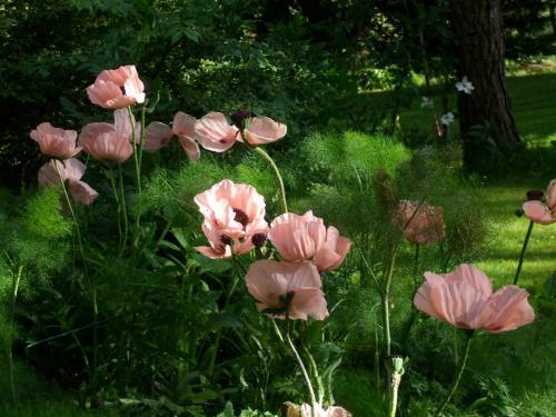 Hostal Jardin La Bourdonni�re