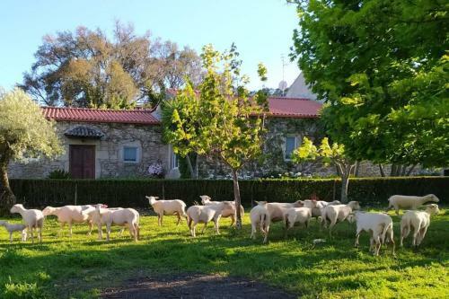 Hostal Quinta Do Ervedal- Castelo Novo