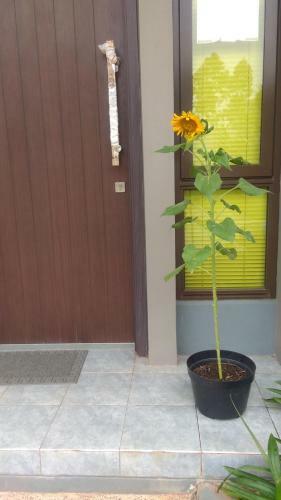 Hostal The Magnoliarie Guesthouse