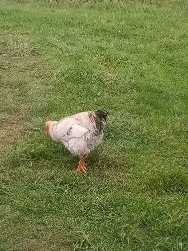 Caba�a En El Campo De Chiloe.