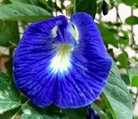 Hostal Katarolu Flower