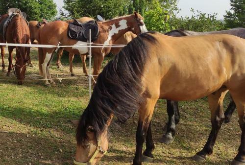 Apartamento Little Forest Ranch, Natur Pur Mit Reitm�glichkeit