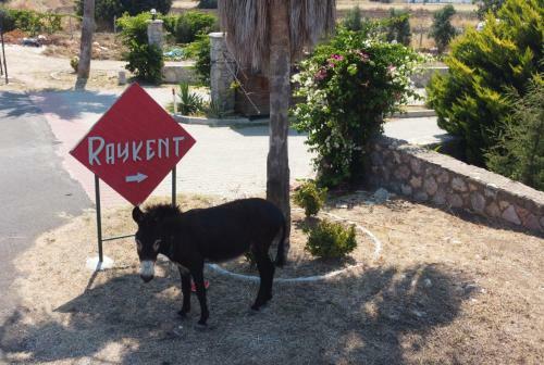 V?lla Ern?s - Dat�a Raykent Tat?l S?tes? - K?ralik