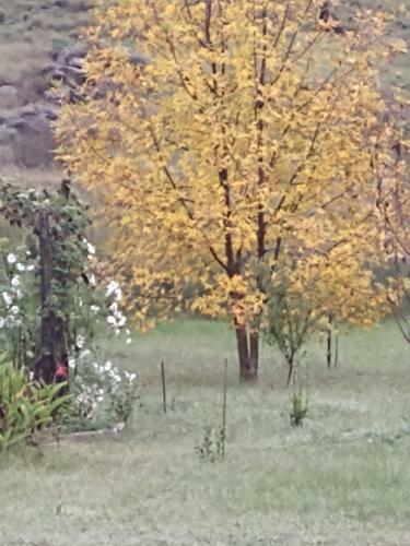 Herencia Nativa