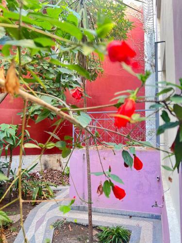 Bed & Breakfast Beraka House