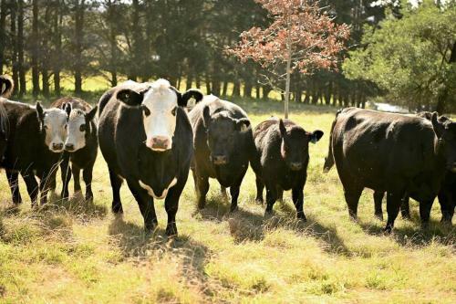 Somerton Park: Idyllic Escape In The Highlands