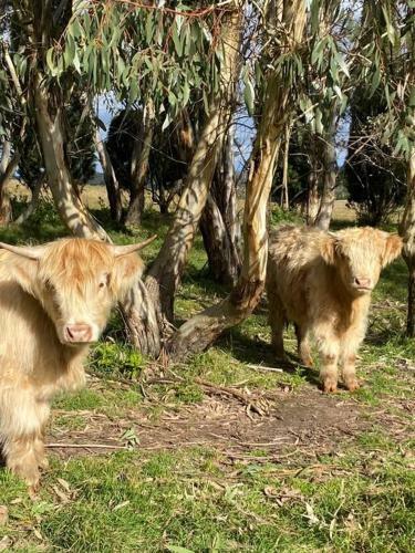 Somerton Barn: Alpacas, Cattle & Amazing Views