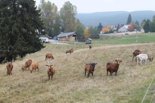 Apartamento Berghaus Feldberg-b�rental