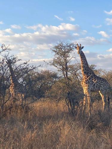Mohlape Lodge