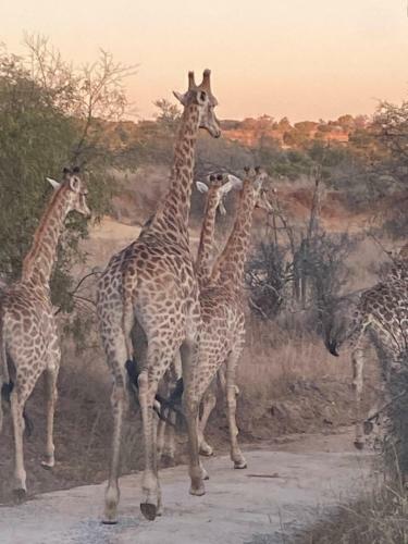 Mohlape Lodge