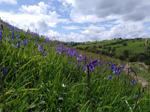Peaceful Hideaway At Pen Y Banc Smallholding