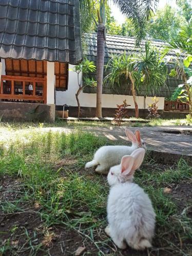 Hostal Follow The Rabbit Bungalow