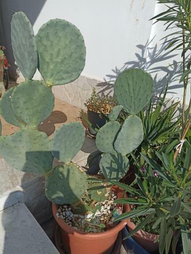 Apartamento Fichi D India