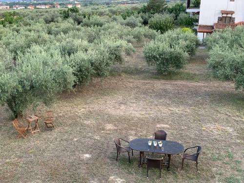 Zeusplace Olive Trees Countryhouse