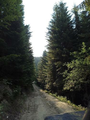 Go?ciniec Dziubasowki